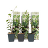 Jazmín Estrellado - 3 Pzs - Trachelospermum Jasminoides - Altura 25-40cm - ⌀9cm