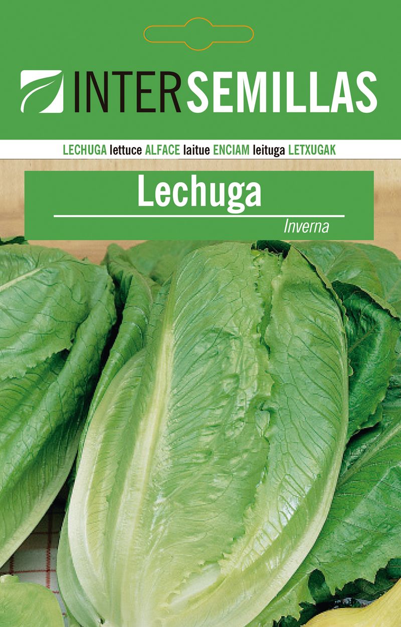 Sobre De Semillas De Lechuga Inverna