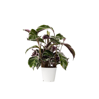 Goeppertia Lietzei - Calathea 'white Fusion' - Altura 30-40cm - ⌀14cm