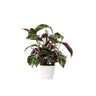 Goeppertia Lietzei - Calathea 'white Fusion' - Altura 30-40cm - ⌀14cm