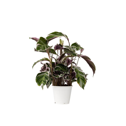 Goeppertia Lietzei - Calathea 'white Fusion' - Altura 30-40cm - ⌀14cm_0