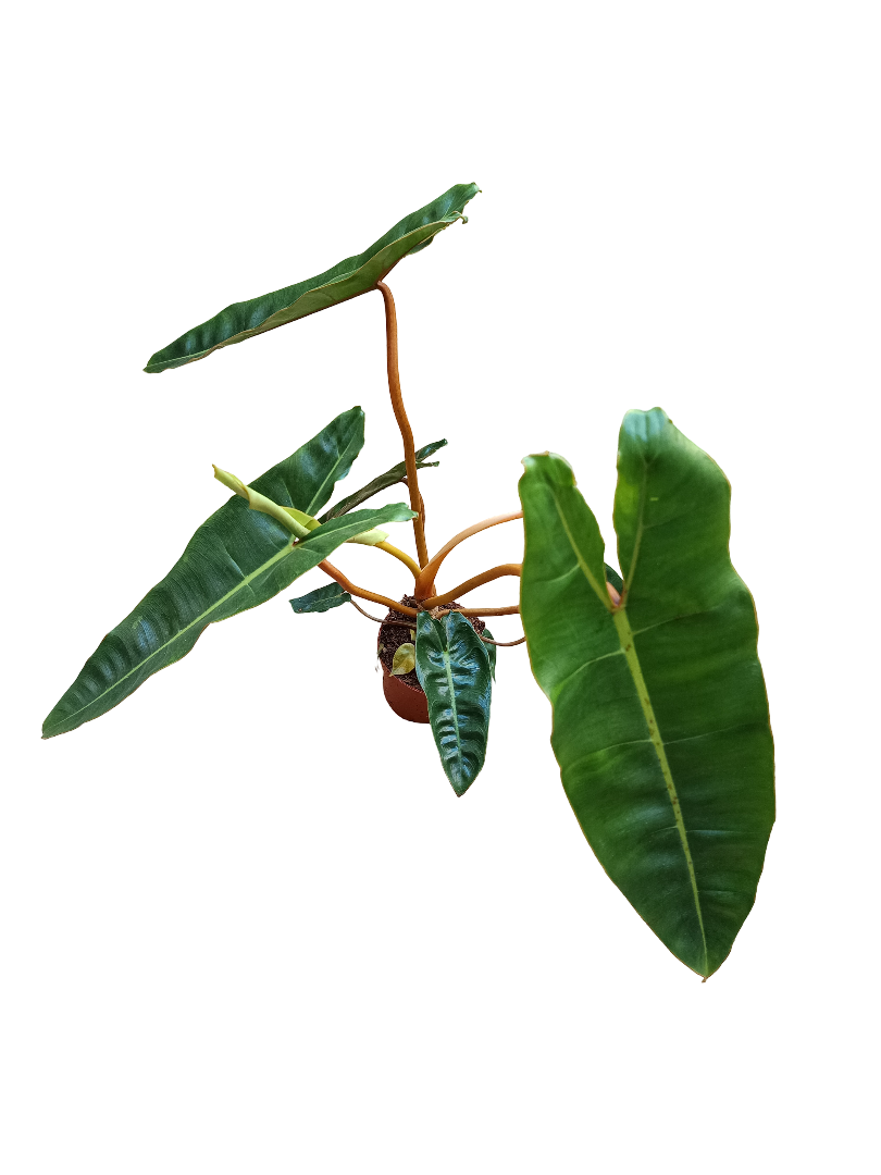 Philodendron Billietiae Planta De Interior Ø12 Altura +40 Cms