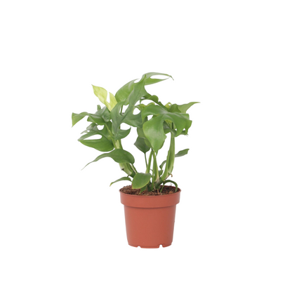 Monstera Mínima - Rhaphidophora Tetrasperma - Altura 20-30cm - ⌀12cm_0