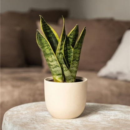 Lengua De Suegra - 4 Pzs - Sansevieria 'futura' - Altura 35-40cm - ⌀12cm