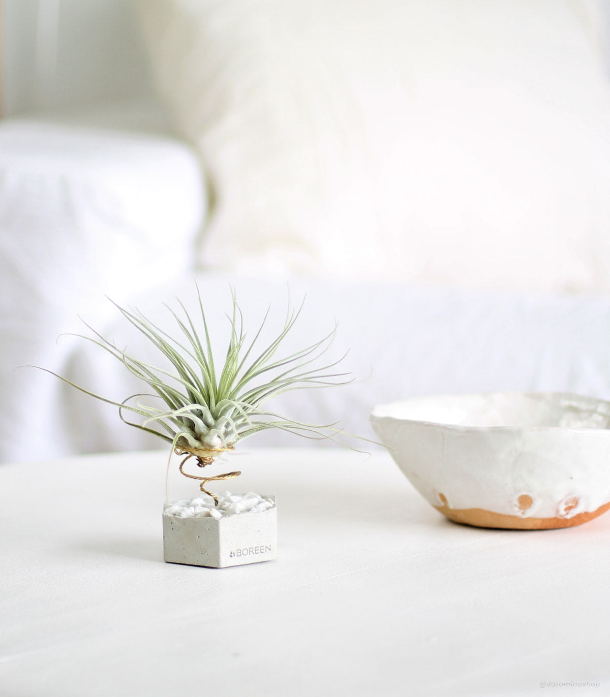 Planta De Aire Tillandsia Velickiana Con Hexágono De Hormigón Y Piedras Blancas_1