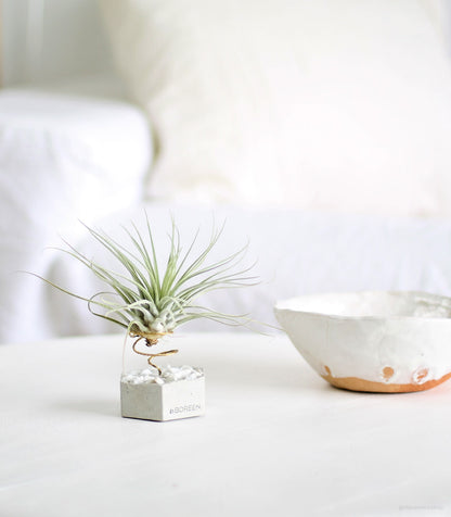 Planta De Aire Tillandsia Velickiana Con Hexágono De Hormigón Y Piedras Blancas_1