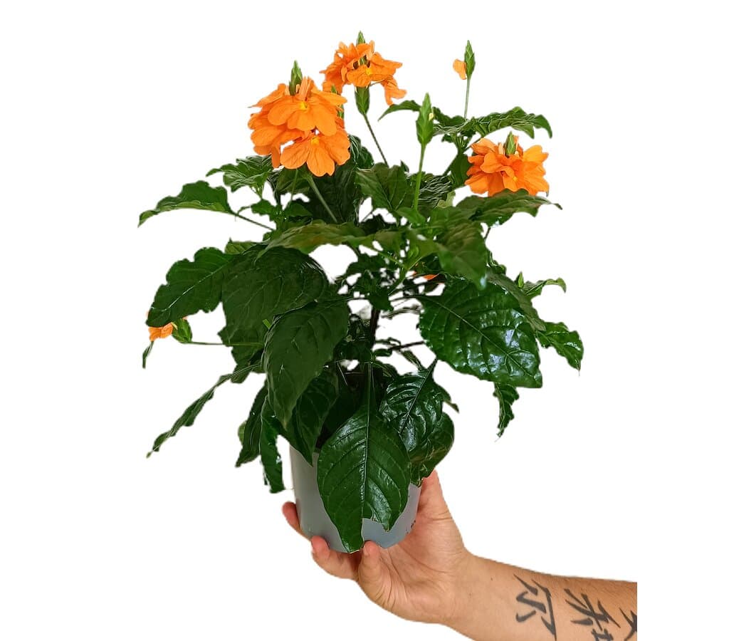 Crossandra M13 30cm_1