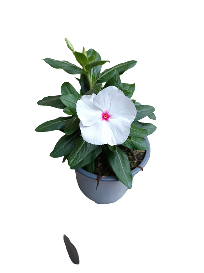 Vinca Flor Surtida Ø12 Planta De Exterior E Interior_1