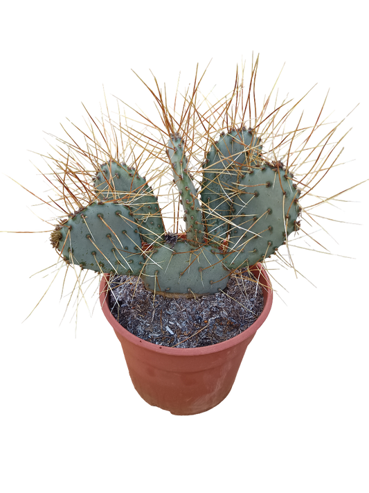 Opuntia Macrocentra Flabispinna Planta De Sol Ø20 Cactus Unico_0