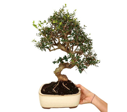 Bonsái Olivo Sylvestris 17 Años (acebuche)_1