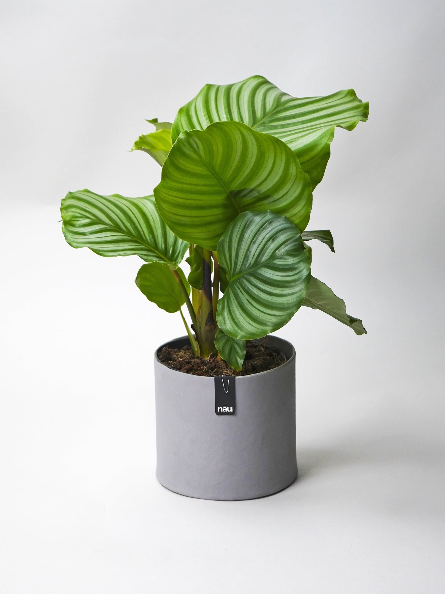 Macetero Ecológico Y Sostenible Tokyo