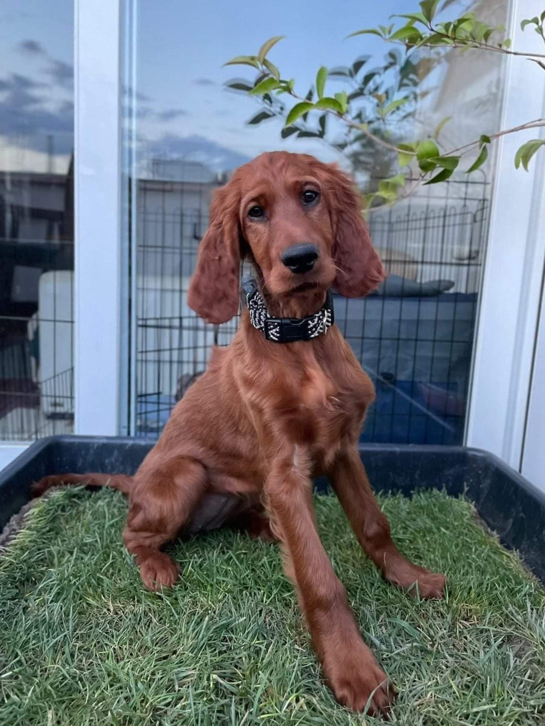 Petground Recambio XXL, Cama Para Mascotas, Empapador, Alfombra Olfativa, Césped Natural_2