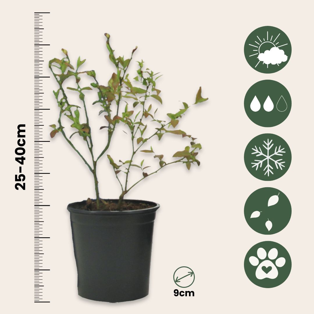 Arándano Alto - 6 Pzs - Vaccinium 'sunshine Blue' - Altura 25-40cm - ⌀9cm_2