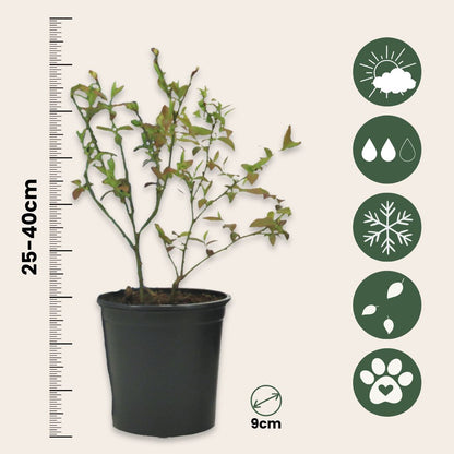 Arándano Alto - 6 Pzs - Vaccinium 'sunshine Blue' - Altura 25-40cm - ⌀9cm_2