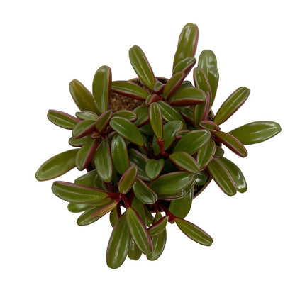 Peperomia Graveolens Cactus Y Suculentas M10 cm Ø_3