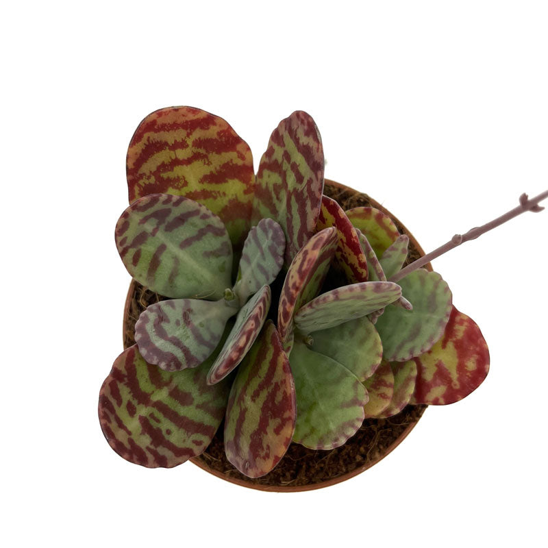 Kalanchoe Humilis Cactus Y Suculentas