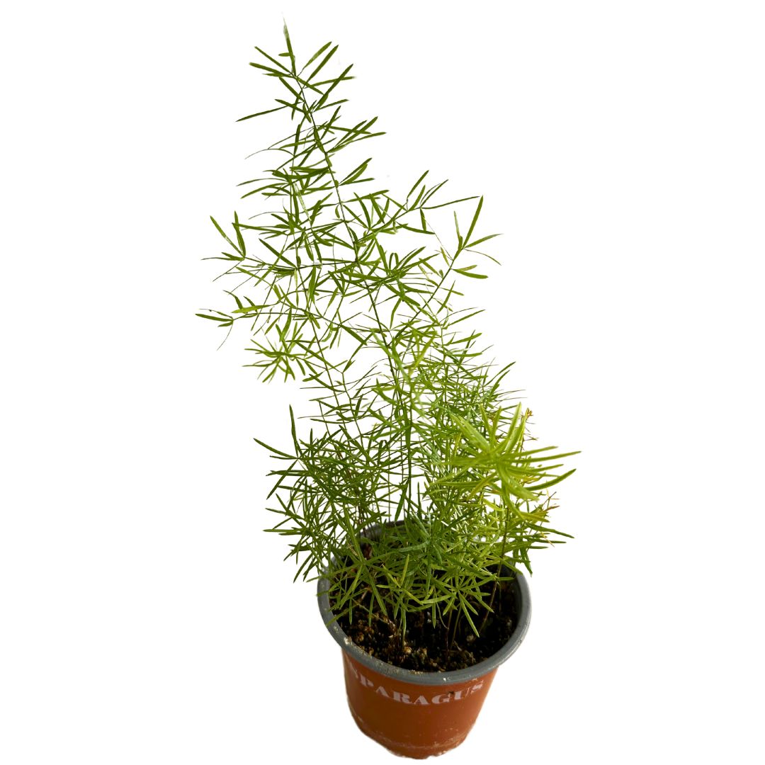 Esparraguera Ornamental, La Versión Original De Las Esparragueras M12