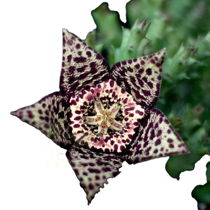 Stapelia Variegata; Planta Suculenta Con Floración Llamativa, Flor Moteada; Diámetro Maceta 9 Cm_1