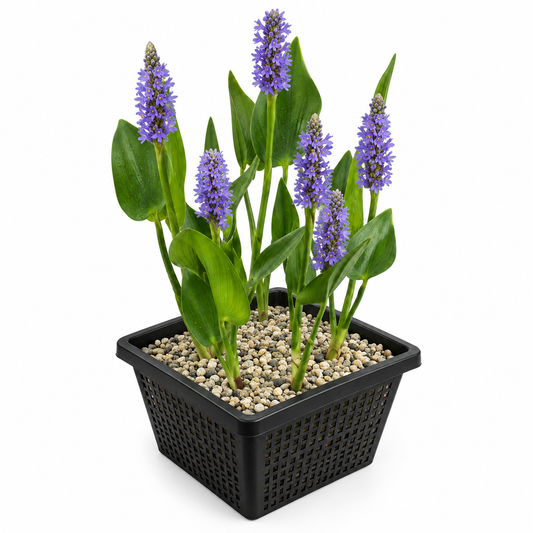 Pontederia Cordata Planta Estanque - Set 4 Plantas Con Cesta Y Sustrato Completo_0