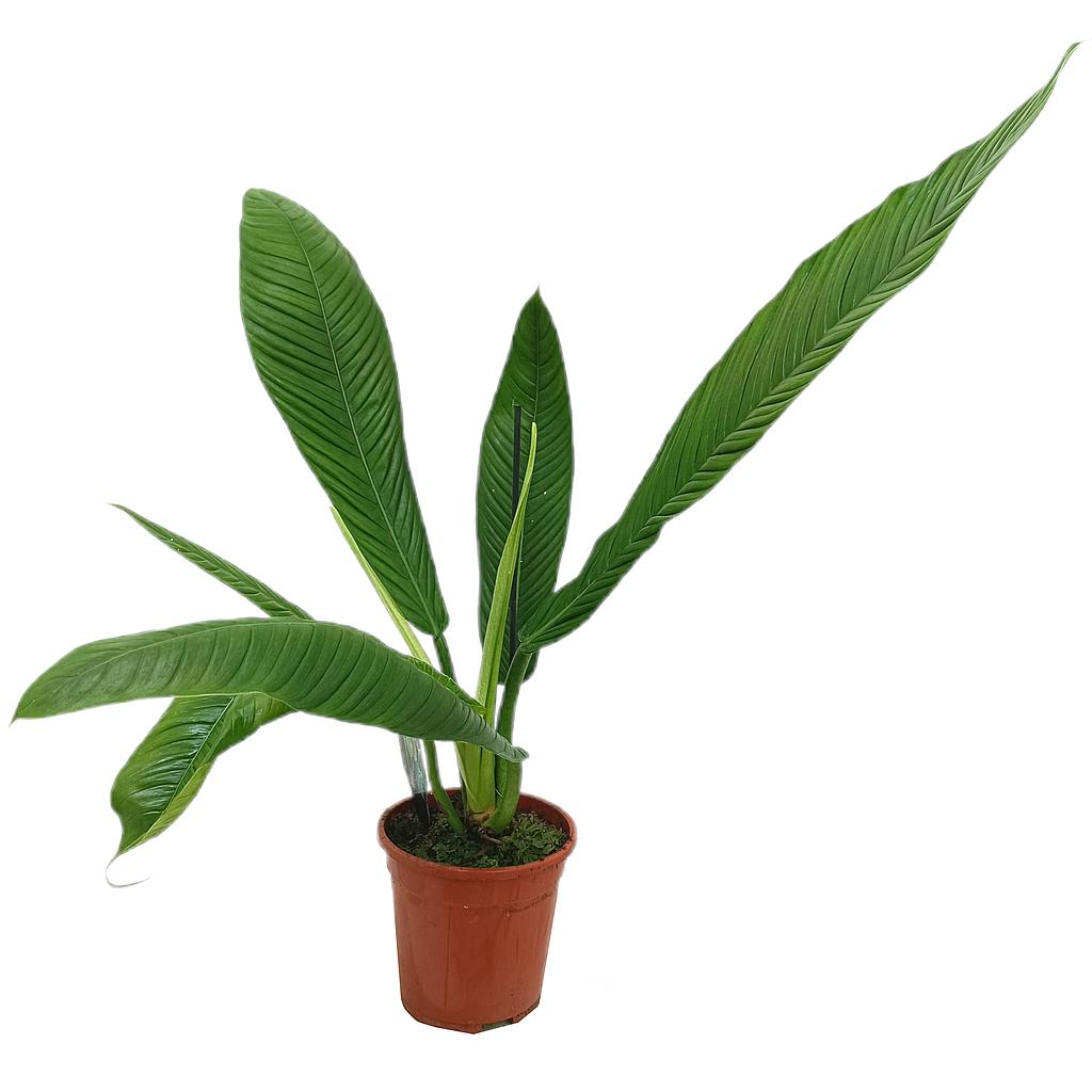 Philodendron Heterocraspedon M17 40-50cm_0
