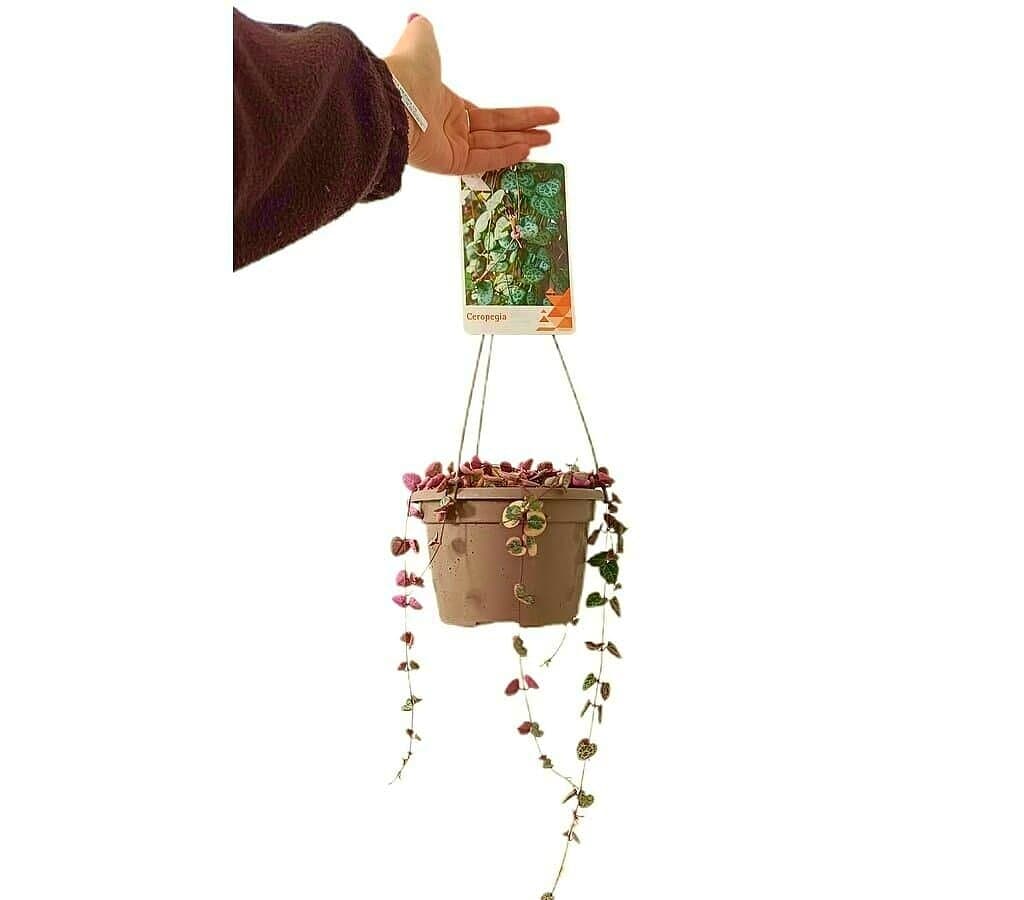 Ceropegia Variegata T15_1