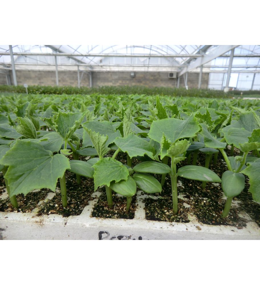 Plantón Pepino Granada F1 (10 Unidades)_1