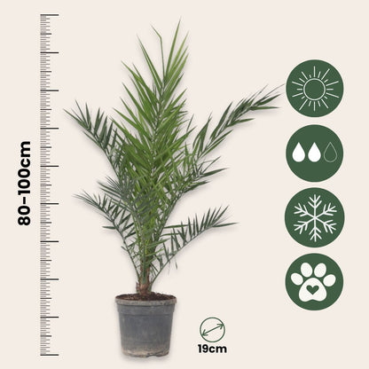 Palmera Canaria - 2 Pzs - Phoenix Canariensis - Altura 80-100cm - ⌀19cm_2