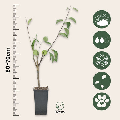 Manzano - 2 Pzs - Malus - Altura 60-70cm - ⌀17cm_2