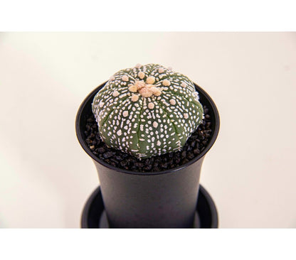Astrophytum Asterias Superkabuto M8 15cm_1