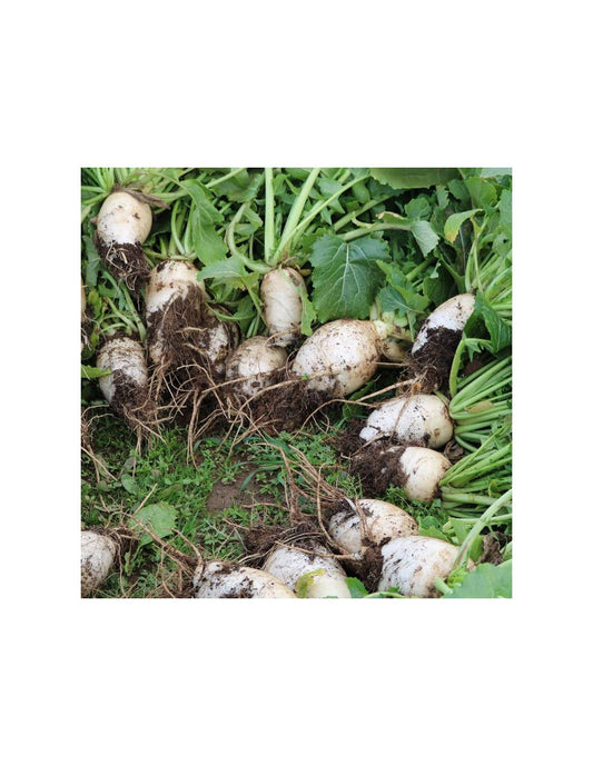 Semillas De Nabo Gandra Ecológicas_0