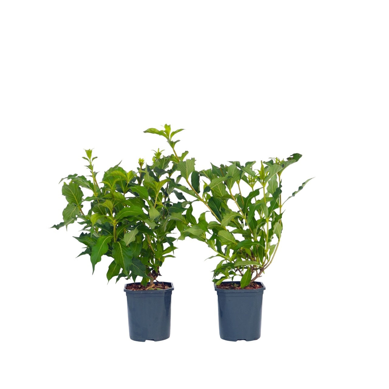 Veigela - 2 Pzs - Weigela Florida 'red Prince' - Altura 25-40cm - ⌀17cm_0