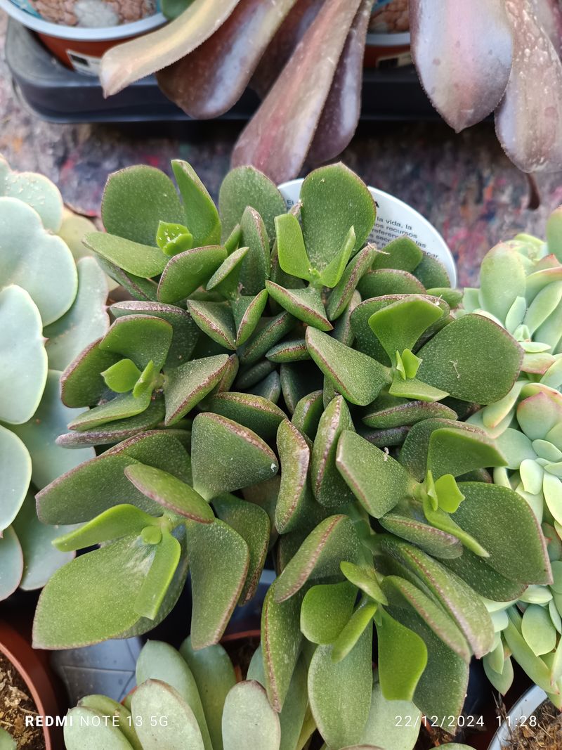 Suculenta Cotyledon Colgante Planta Grande Ø13 ☼_0