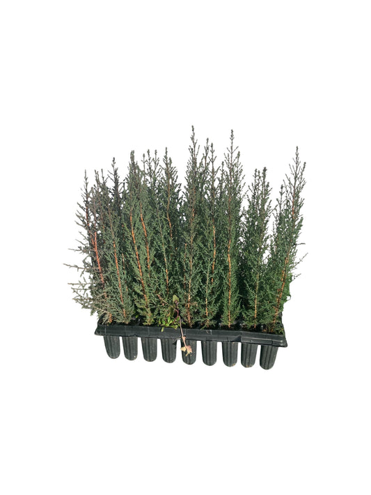 Cipres Sempervirens Bandeja 54ud_0