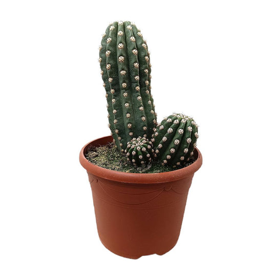 Trichocereus Grandiflorus M25_0