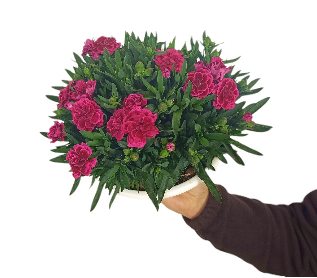 Clavel Carnelia T20_1