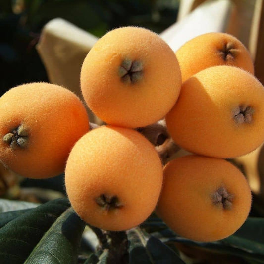 Nísperos De La Axarquía 2 Kg_0