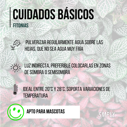 Pack De 3 Fitonias Naturales Para Interior O Exterior En Maceta Ø9 Cm 