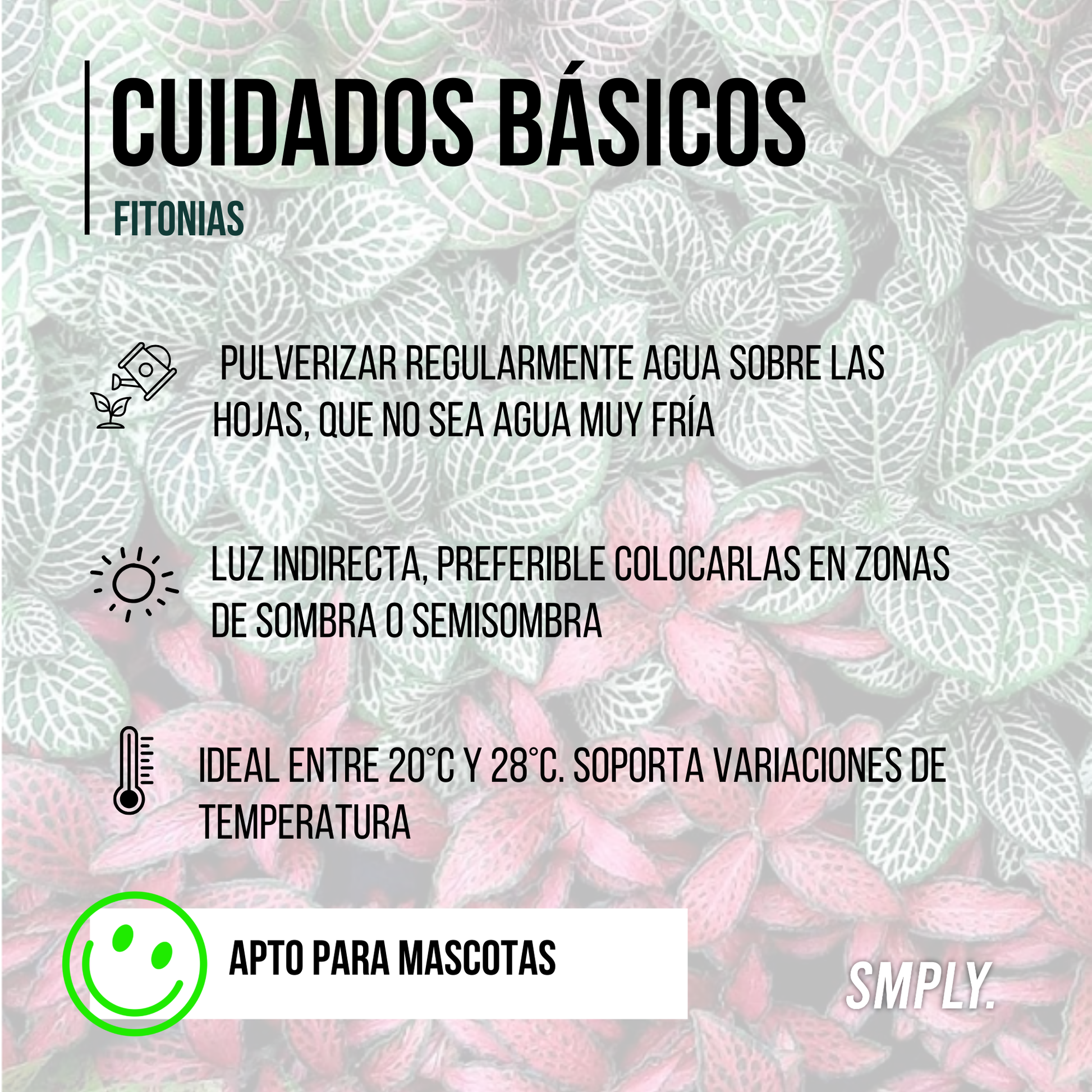 Pack De 3 Fitonias Naturales Para Interior O Exterior En Maceta Ø9 Cm _2