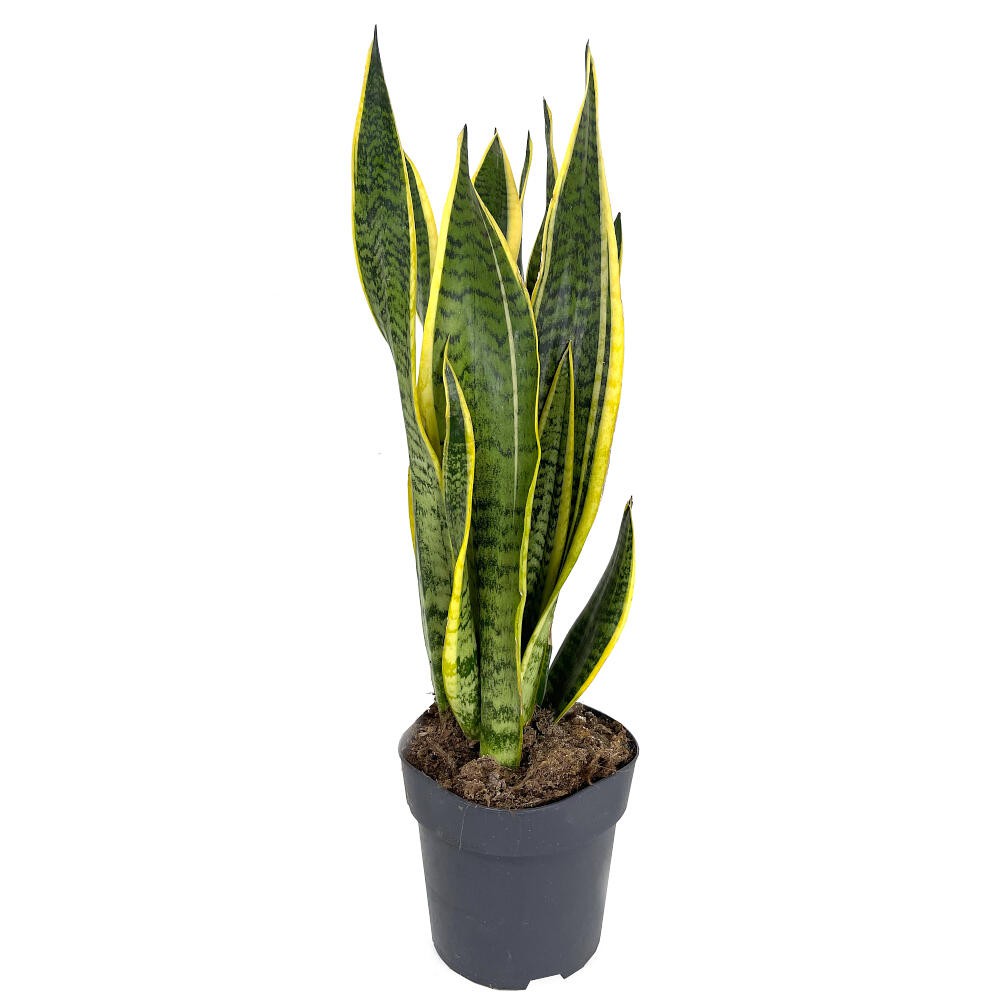 Sansevieria Laurenti M14 45cm (lengua De Suegra)