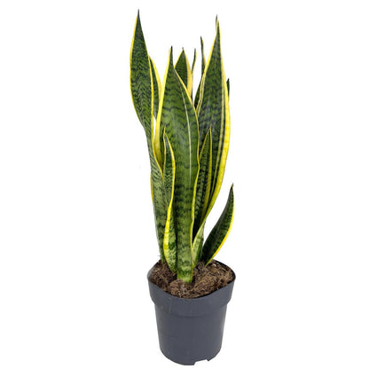 Sansevieria Laurenti M14 45cm (lengua De Suegra)