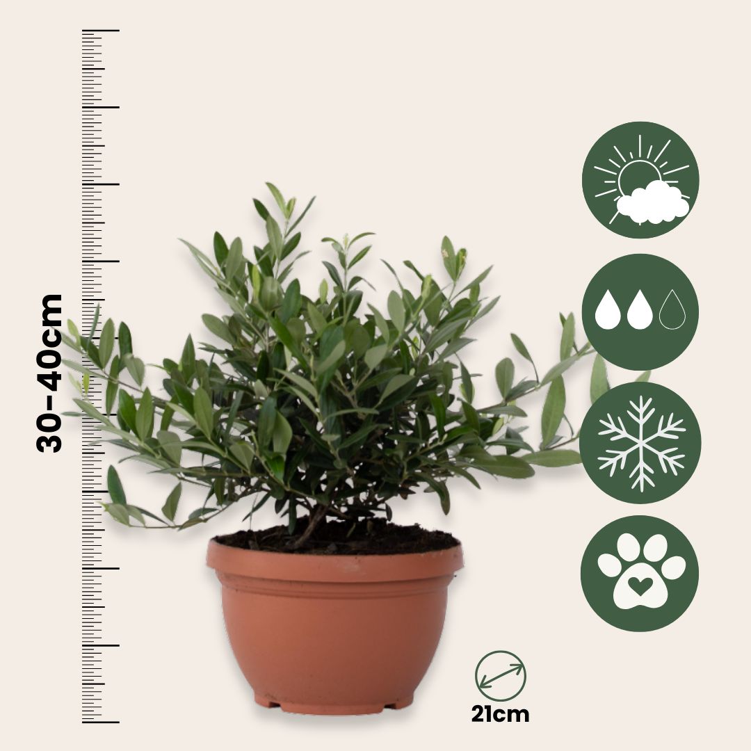 Olivo - Olea Europaea - Altura 30-40cm - ⌀21cm_2