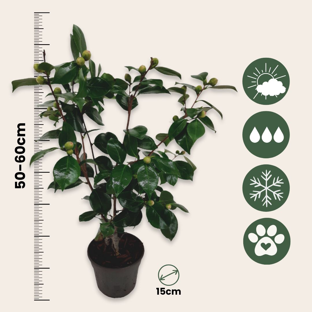 Planta De Té - Camellia Japonica 'bonomiana' - Altura 50-60cm - ⌀15cm_2