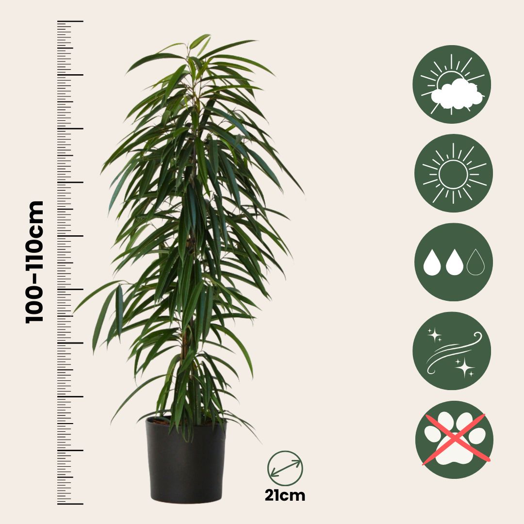 Ficus De Hojas Largas - Ficus Binnendijkii - Altura 100-110cm - ⌀21cm_2