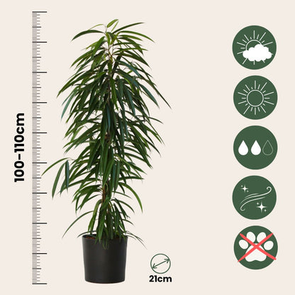 Ficus De Hojas Largas - Ficus Binnendijkii - Altura 100-110cm - ⌀21cm_2