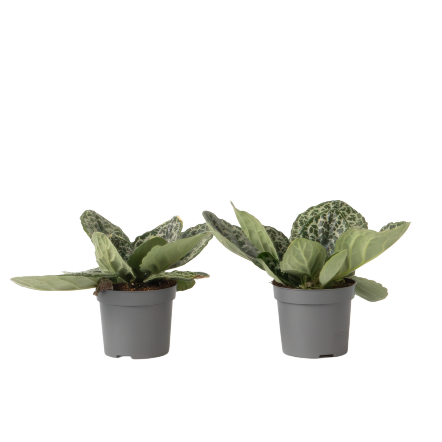 Prímula Del Cabo - 2 Piezas - Streptocarpus 'pretty Turtle' - A25-35cm - ⌀13cm