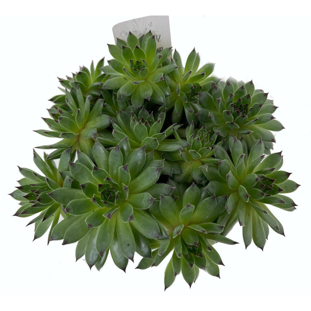 Sempervivum M9 (unidad)_2