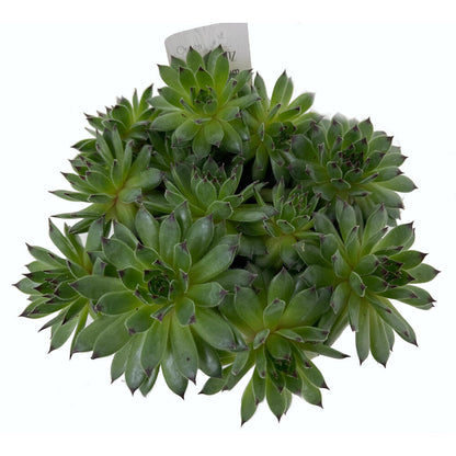 Sempervivum M9 (unidad)_2