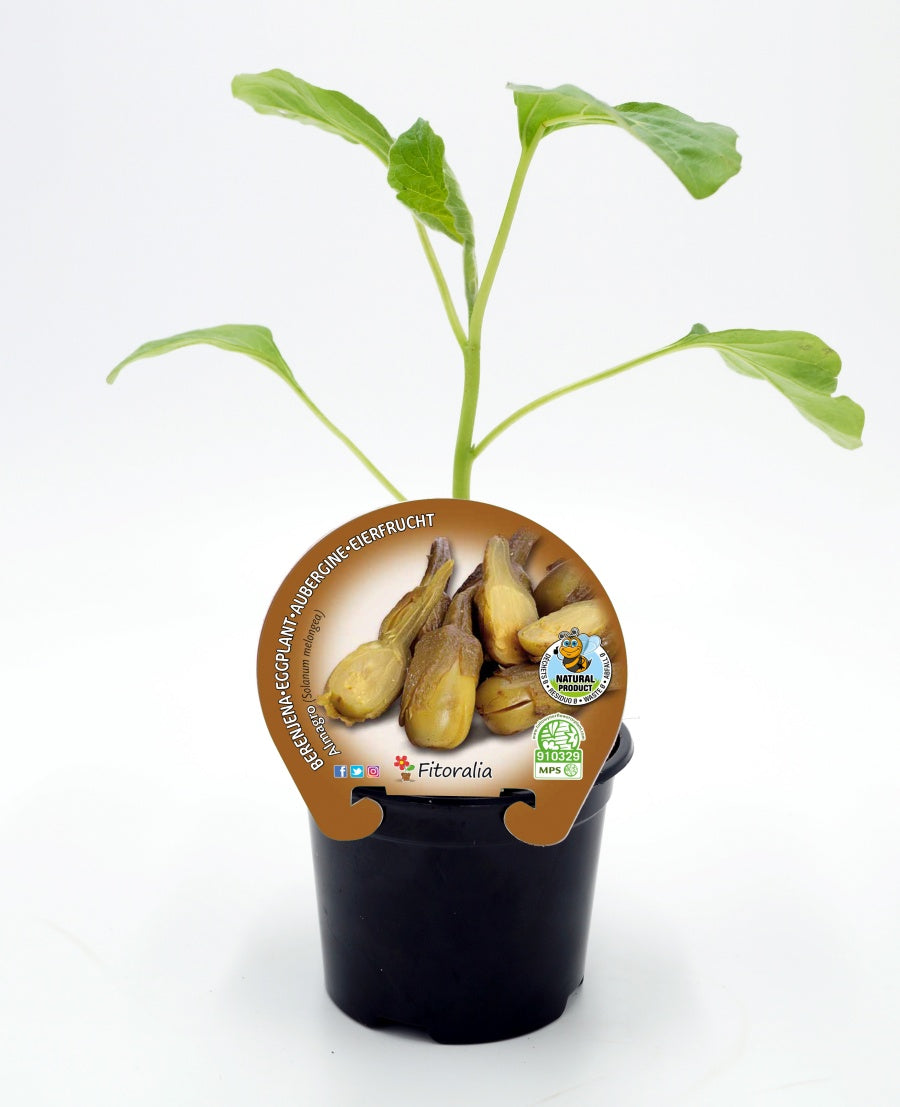 Plantón berenjena almagro en maceta 10,5 cm. natural - Fitoralia_0