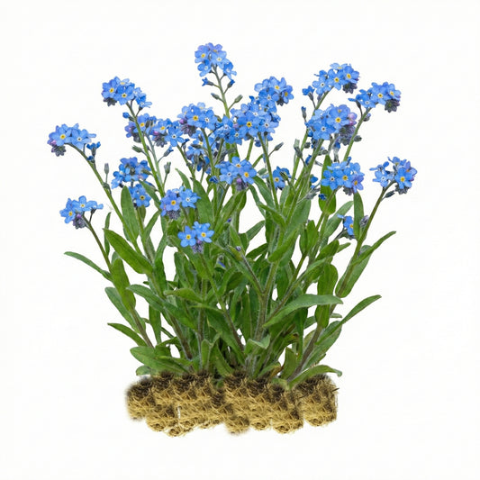 Nomeolvides Acuático - Myosotis Scorpioides - 15 Plantas_0