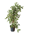 Ficus Benjamina Twilight Planta De Interior 70 Cms